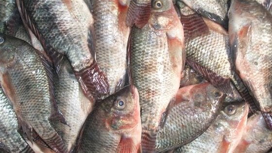 أسعار الأسماك اليوم الثلاثاء 10-10-2023 في الأسواق.. «البلطي» بـ66 جنيها