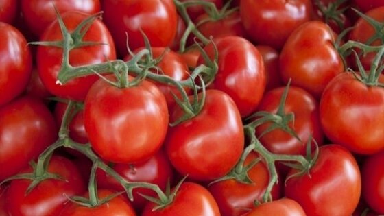 الطماطم هتكون سامة ويجب التخلص منها فورا اذا ظهرت هذه العلامات