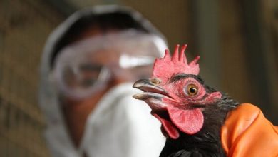 أهم المعلومات عن إنفلونزا الطيور بعد ظهور سلالة جديدة في إســ رائيل