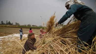 انتعاش واردات مصر من القمح بعد تراجع الأسعار العالمية