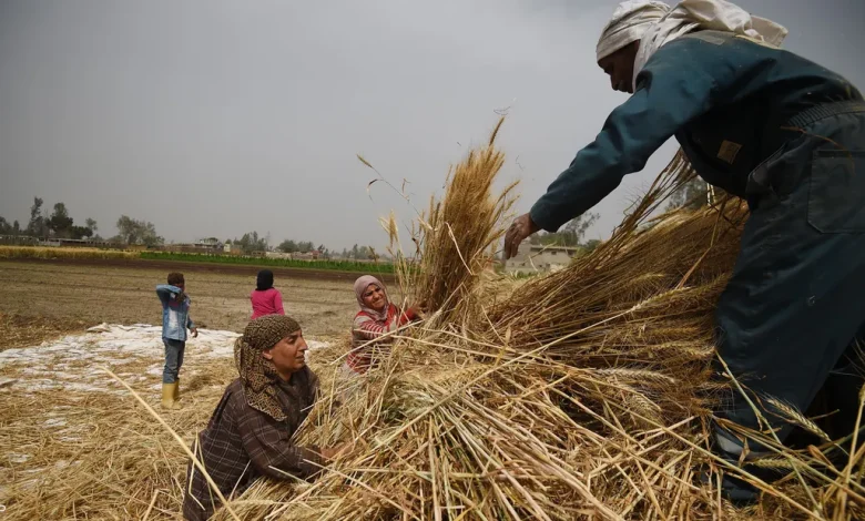انتعاش واردات مصر من القمح بعد تراجع الأسعار العالمية